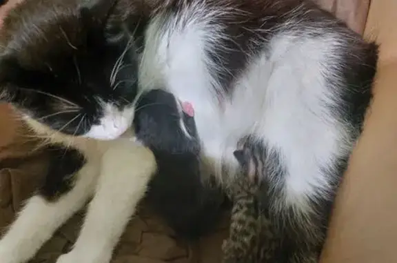 Кошка с котятами найдена в Успенке
