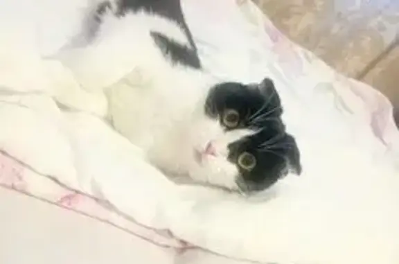 Пропала кошка, Преображенская ул., Губкин