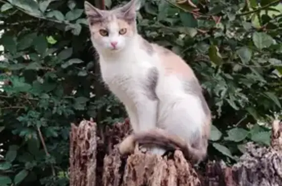 Кошки потеряшки, Москва, фото: Потеряшка кошка, Комсомольская пл. 4А с1