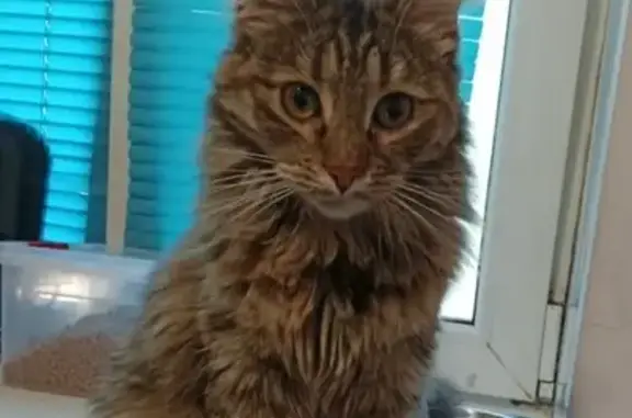 Кошки потеряшки, , фото: Потеряшка кошка Юна, ул. Булычева, Лобня