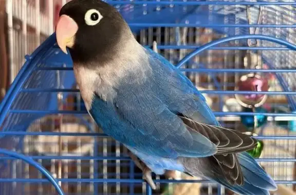 Пропала птица, Сиреневый б-р, СПб