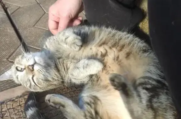 Найдена кошка, Киров, фото: Кошка найдена у ТЭЦ-5, Киров.