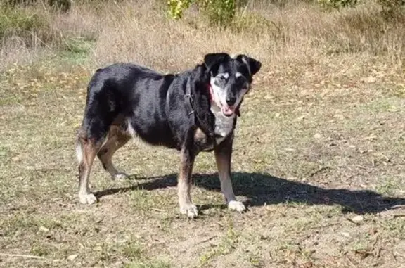 Пропала собака, Запрудная ул., Россошанка