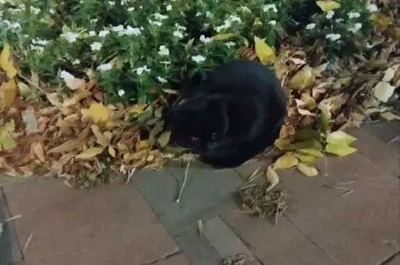 Кошка найдена: Искровская ул., Самара