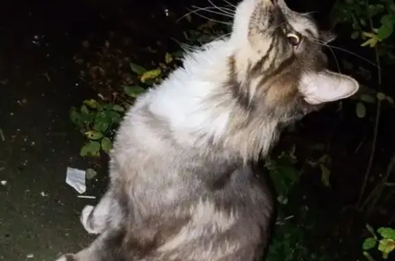 Найдена кошка, район Восточный, фото: Мейн-кун найден: Главная ул., 19А, Восточный