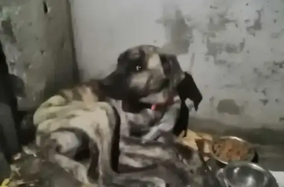 Найдена собака, Воронеж, фото: Пёс найден: Беговая ул. 144, Воронеж