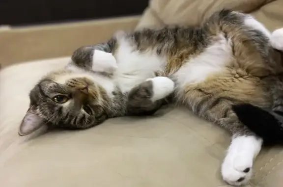 Пропала кошка, Ханты-Мансийская 11