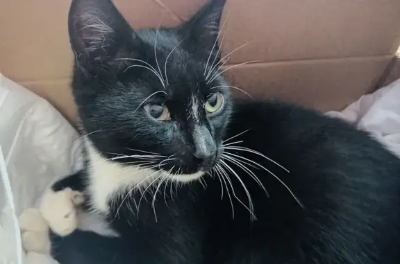 Найдена кошка, Рязань, фото: Кошка найдена, Быстрецкая 19, Рязань