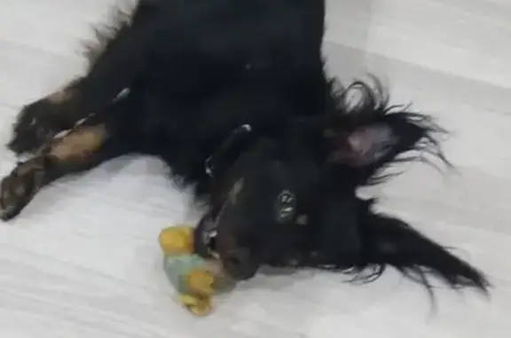 Собаки потеряшки, Пермский край, фото: Потеряшка собака, Куеда, Пермский край