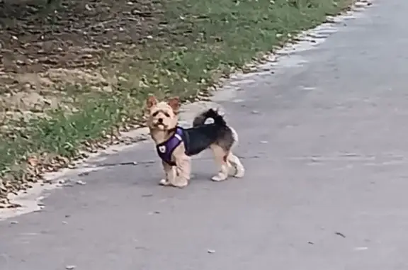 Собаки потеряшки, Ростов-на-Дону, фото: Потеряшка собака, пр. 40-летия Победы, 1Ж