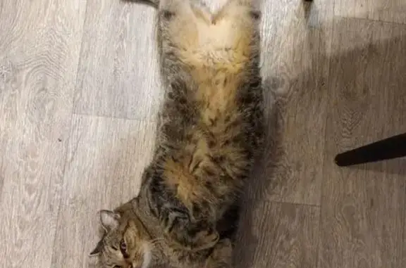 Кошки потеряшки, Томск, фото: Потеряшка кошка, ул. Тургенева, Томск