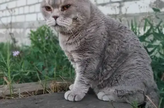 Пропала кошка, Отрадненская ул., 77