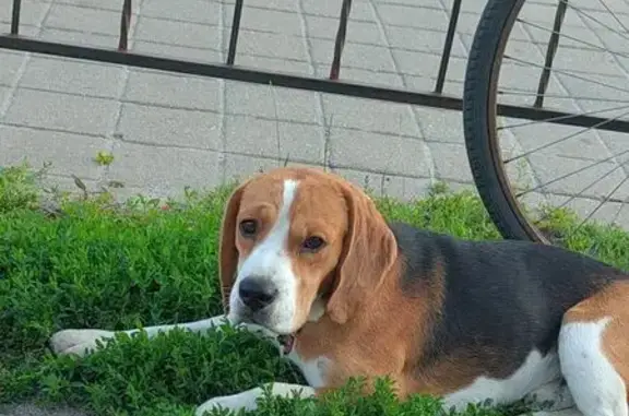 Пропала собака в Грайвороне, Белгородская обл.