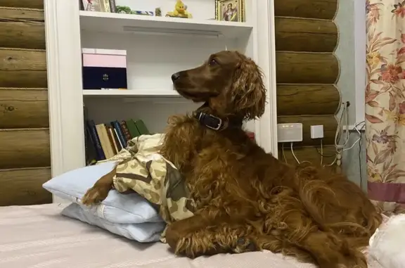 Пропала собака на Дубковском шоссе