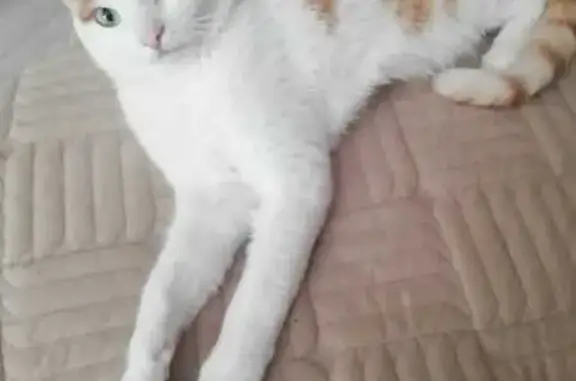 Кошки потеряшки, Орск, фото: Потеряшка кошка, ул. Горького, 46Б, Орск