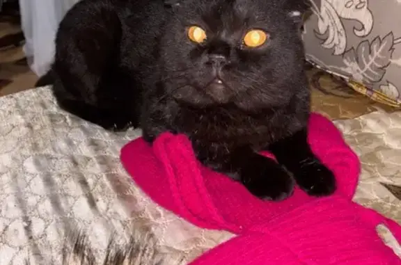 Пропала кошка, Бордуки, МО