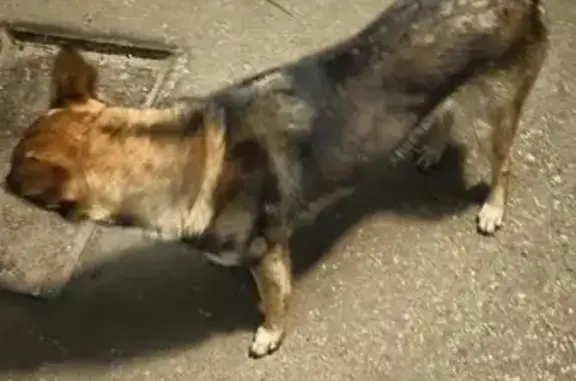 Собака найдена: Зелёный проезд, 43 к1, Тверь