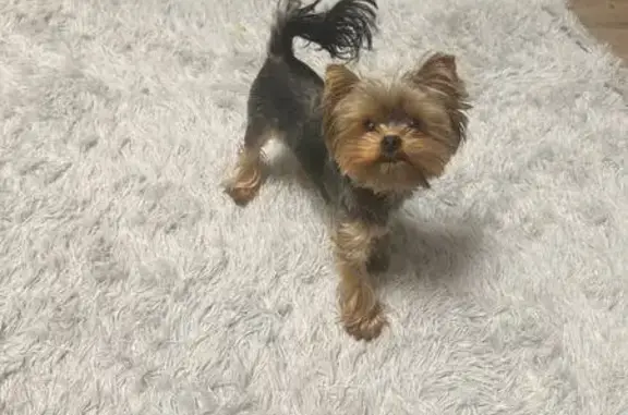 Пропала собака, ул. Карла Маркса 106, Стерлитамак