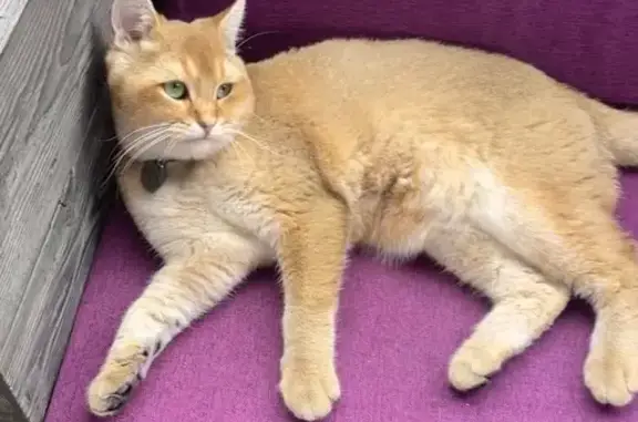 Кошки потеряшки, , фото: Потеряшка кошка, ул. 4-я Линия, 27