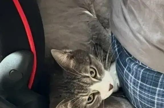 Пропала кошка, Кооперативная 87, Витязево