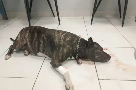 Собака сбита на Судостроительной 120, Калининград