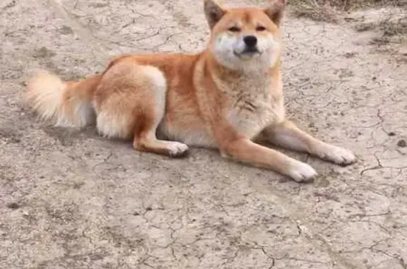 Найдена собака, Коктебель (Крым), фото: Собака найдена: Коктебель, Долинный 15Б