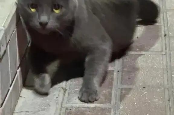 Кошка найдена на Большой Печёрской, 61