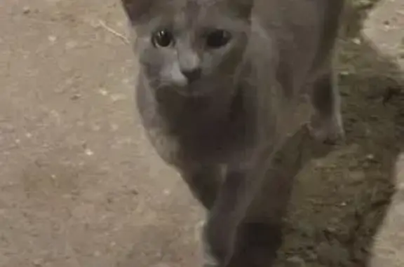 Кошка найдена, пос. Калинина, Люберцы