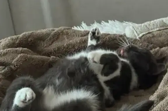 Кошки потеряшки, Вологда, фото: Потеряшка кошка, Окружное шоссе, 32, Вологда