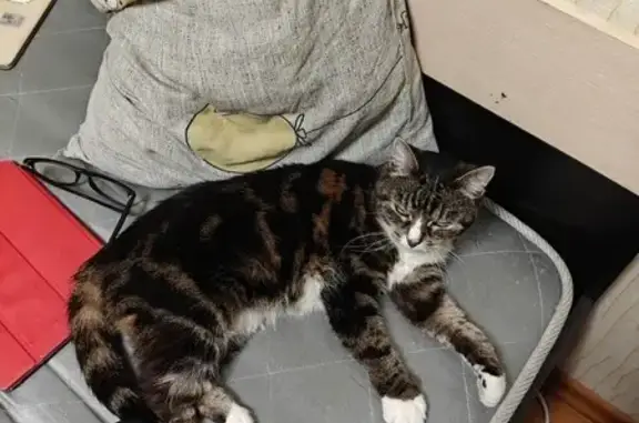 Пропала кошка, ул. Недорубова, 24, Москва