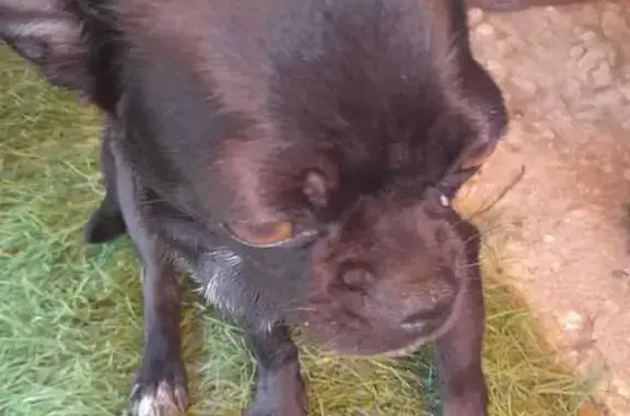 Собаки потеряшки, Грязи, фото: Потеряшка чихуахуа, Зелёная ул. 50, Грязи