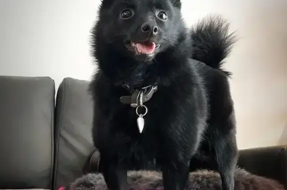 Собаки потеряшки, Сыктывкар, фото: Потеряшка собака, ул. Кр. Партизан, Сыктывкар