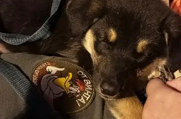 Щенок найден у школы, ул. Связистов, Пермь