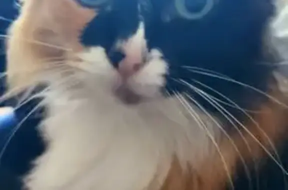 Кошки потеряшки, Оренбург, фото: Потеряшка кошка Ксюша, Новгородская 250