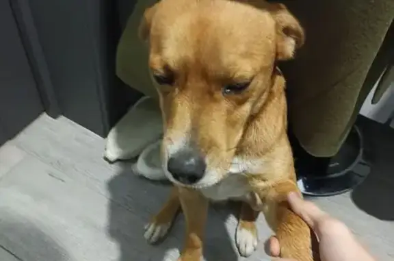 Найдена собака, Липецк, фото: Найдена собака, Хвойный пер., 12Б, Липецк