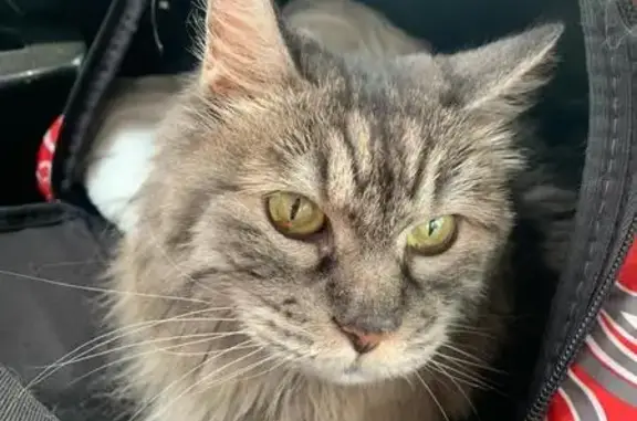 Пропала кошка, Рязанский проспект 91к1