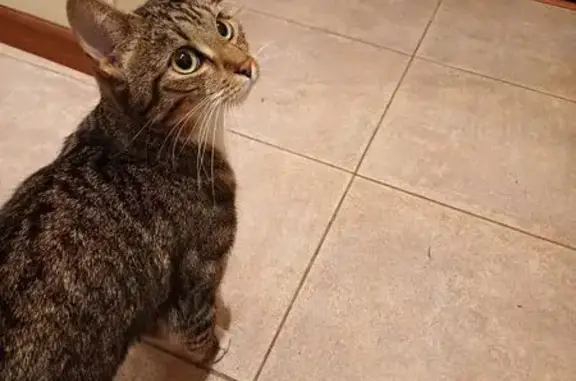 Кошка найдена: Социалистическая 9, СПб