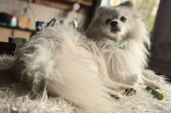 Найдена собака, Зеленоградский, фото: Шпиц найден: Вокзальная ул., Зеленоградский