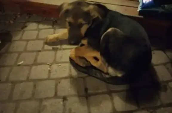 Найдена собака, Новосаратовка, фото: Собака найдена: Новосаратовская ул, 278