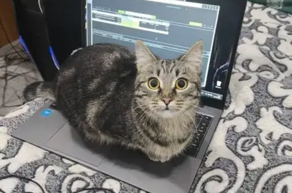 Кошки потеряшки, Осиново, фото: Потеряшка кошка, Комсомольская 3, Осиново