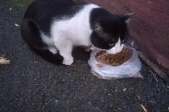 Найдена кошка: Первомайская ул, 68, Уфа