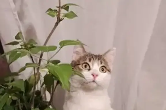 Кошки потеряшки, , фото: Потеряшка кошка, СНТ Полет, ул. Победа