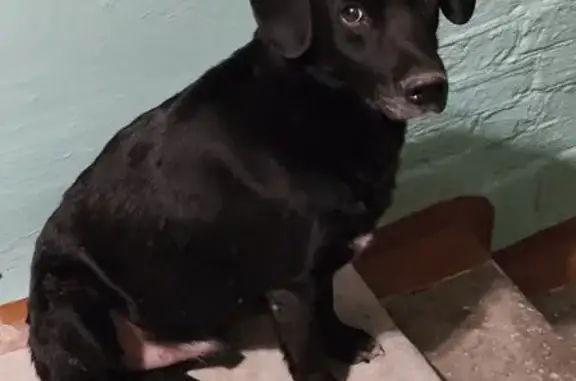 Найдена собака, Площадь памяти, Тюмень