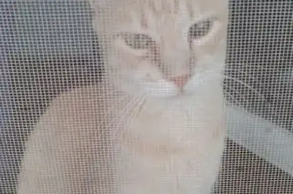 Кошки потеряшки, Краснодар, фото: Потеряшка кошка, Войсковая ул., 20 к5