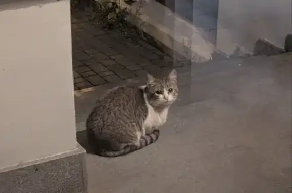 Найдена кошка, Казань, фото: Найдена кошка на ул. Клары Цеткин, Казань