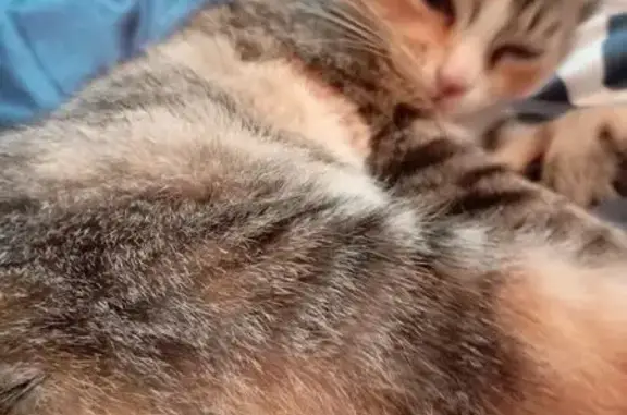 Пропала кошка, ул. Полетаева 8 к2, Москва