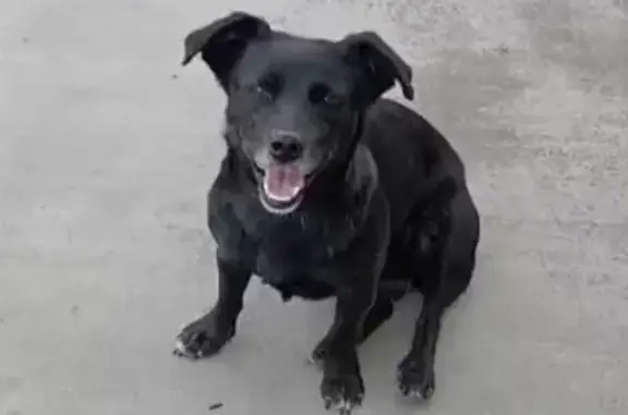 Собаки потеряшки, , фото: Потеряшка собака, Северная Осетия — Алания