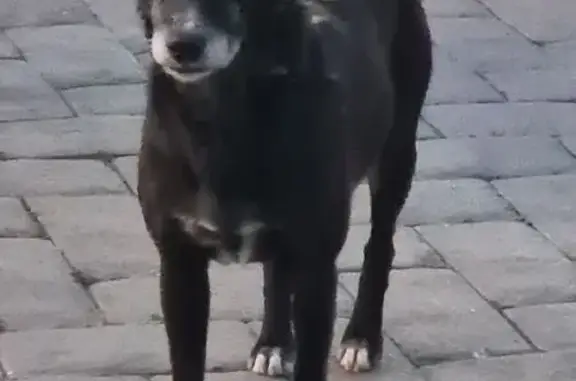 Собака найдена: пр. Красного Знамени, 114