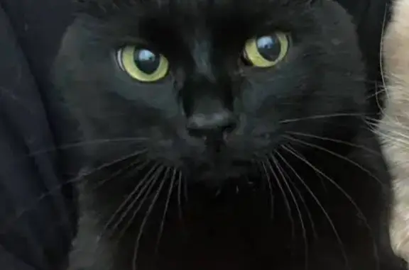 Пропала черная кошка, ул. Каховка, 9 к1