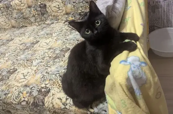 Кошки потеряшки, Колпино, фото: Потеряшка чёрная кошка, Октябрьская 1, Колпино